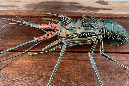 bamboo-lobster-1