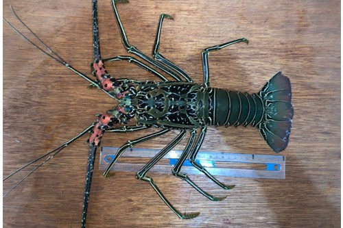 bamboo-lobster-2